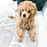 ちくわの画像