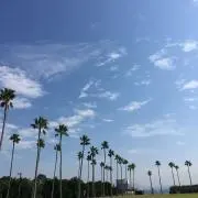 みんみんの画像