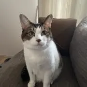 ききの画像