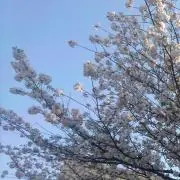 サトの画像