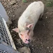 アラの画像
