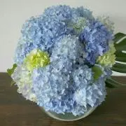 FLOWERさんの画像