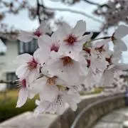 sasa