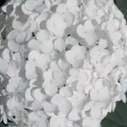 ミュクミュクの画像