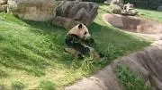 ハレの画像