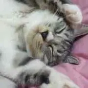 ココリンママ