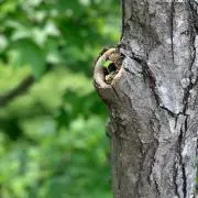 もく