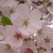 (*^^*)の画像