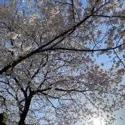 ななの画像