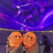 ぴの画像