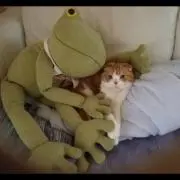 とらちゃんの画像