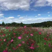 hi☆の画像