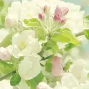 nanaの画像
