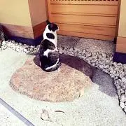 にゃこ