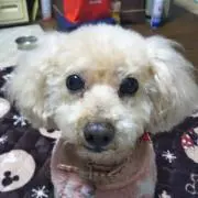 mokoの画像