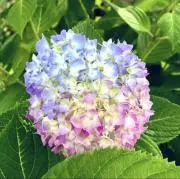 Flower＊の画像