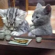 たまちゃん