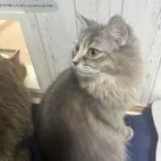 きょん