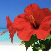 HIBISCUS2の画像