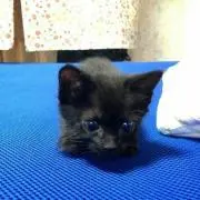 化け猫屋敷