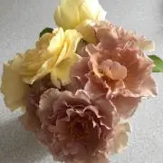 みっちゃんの画像