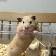 Haruの画像