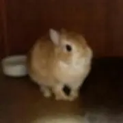 MIMIBASS
