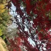 Aozoraの画像