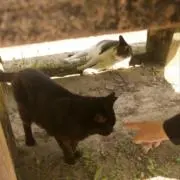 あの画像