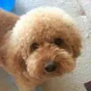 ひまわり