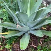 098_agave