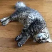 さんおじの画像