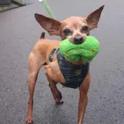 ぴんちゃん