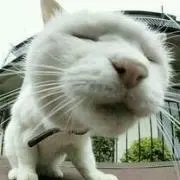 ぽんぽん@