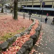 シオンの画像