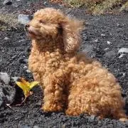 キャンパーパパ