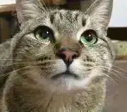 デカオの画像