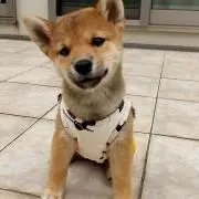 ヨシヲ