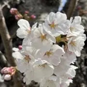 sakuraの画像
