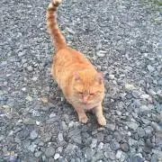 だんの画像