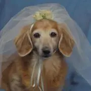 チャピ