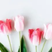 凛の画像