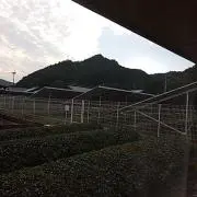 mitsu