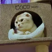 ココ助の画像