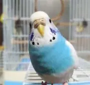 いーぽんの画像