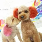 はなそら