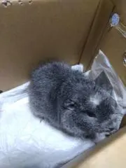 ごまの画像