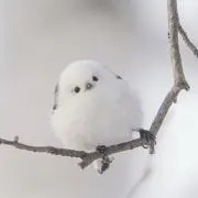 3℃の画像