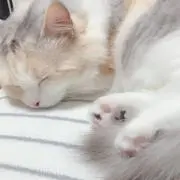 りかの画像