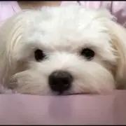 たこちゃんの画像